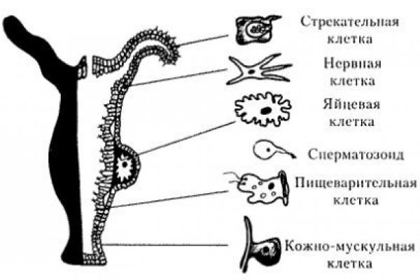 Kraken darknet kraken darknet 2n com